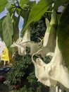 AngelÃ¢â¬â¢s Trumpet flowers - Brugmansia  family Solanaceae Royalty Free Stock Photo